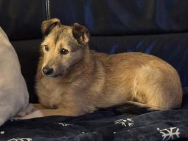 PEPPI-zauberhafte,wunderschöne Hündin