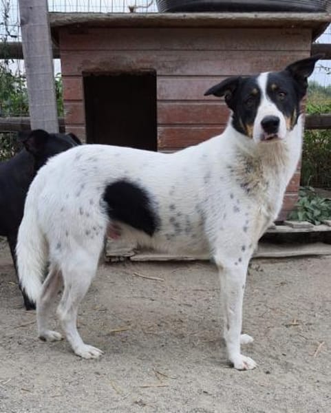 Lybos  56 cm (Pflegestelle)