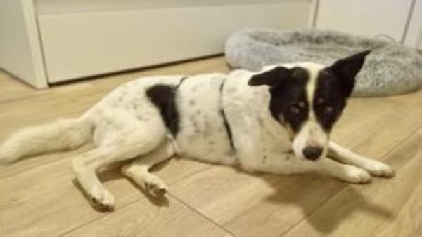 Lybos  56 cm (Pflegestelle)