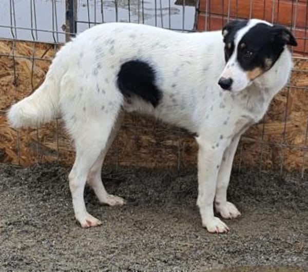 Lybos  56 cm (Pflegestelle)