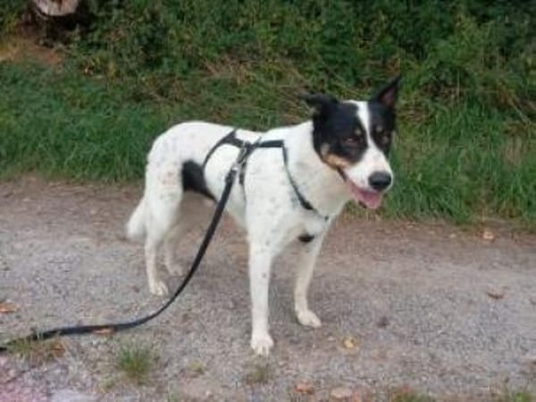 Lybos  56 cm (Pflegestelle)