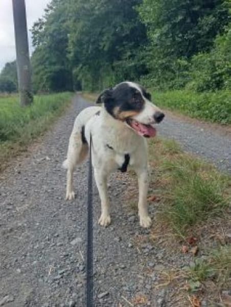 Lybos  56 cm (Pflegestelle)