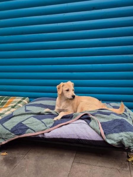 BARNY-zuckersüßer Jung-Rüde, 44 cm(w)