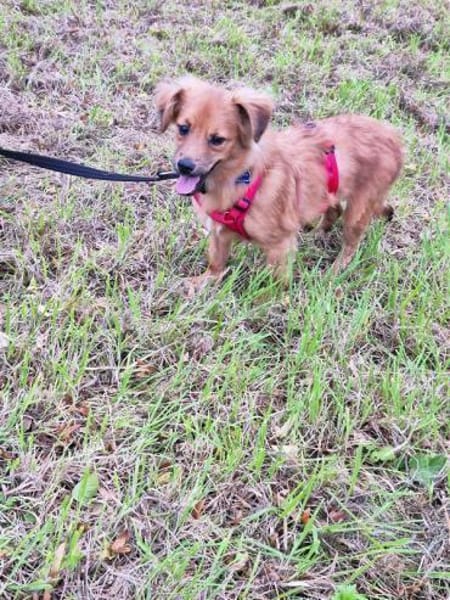 EMMA-zuckersüße Jung-Hündin,31 cm(w)