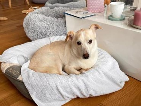 MAMBO-verschmuster Rüde, 33 cm