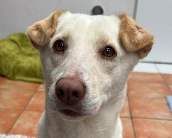 MALEEN-sanfte, wunderschöne Hündin,47cm