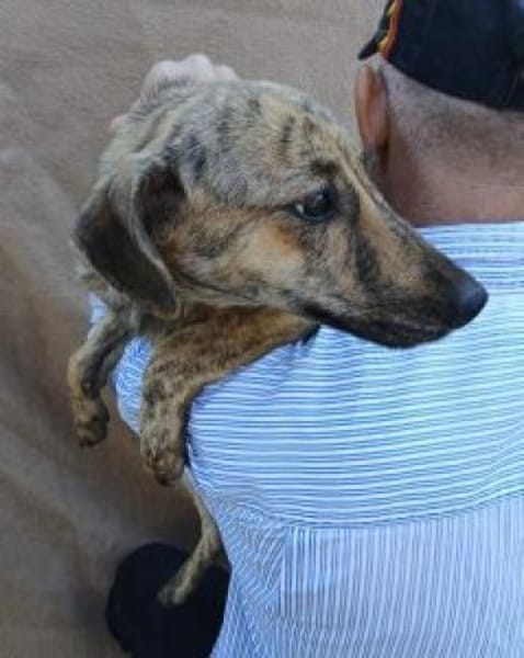 Tinka 36 cm (Pflegestelle)