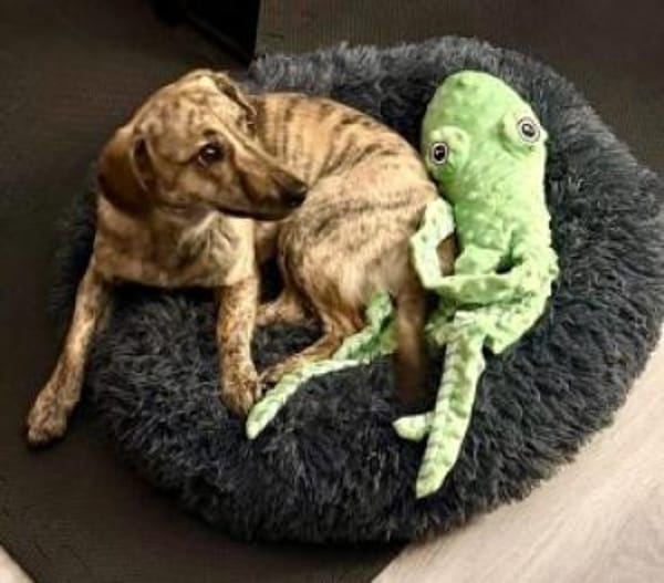 Tinka 36 cm (Pflegestelle)