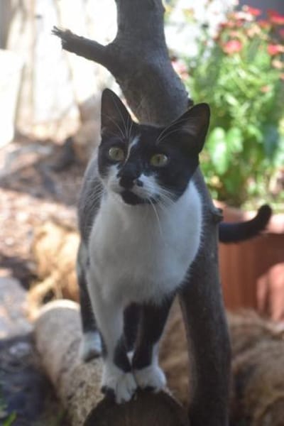 PAM-ruhige Katze, liebt Hunde