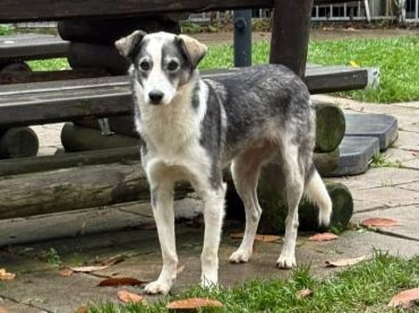 SILVER-liebenswerter Jung-Rüde, 50 cm