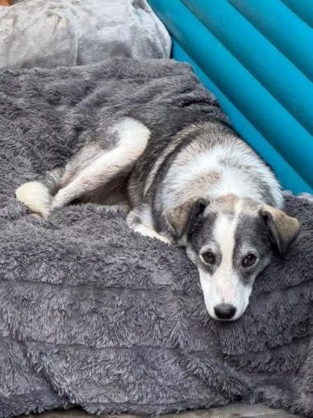 SILVER-liebenswerter Jung-Rüde, 50 cm