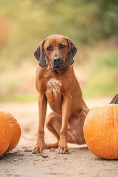 Nilo sucht sein Zuhause