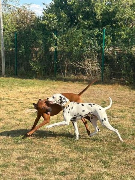 Nilo sucht sein Zuhause