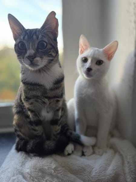 Ursula und Milli aus dem Tierschutz