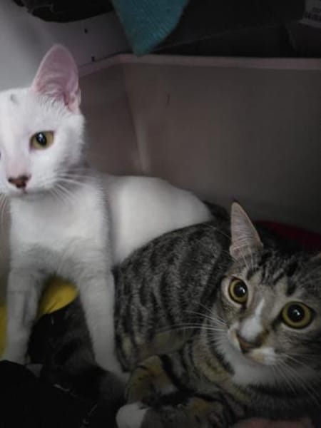 Ursula und Milli aus dem Tierschutz