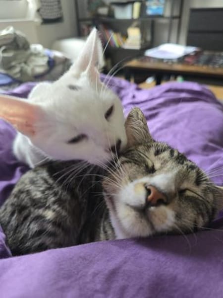 Ursula und Milli aus dem Tierschutz