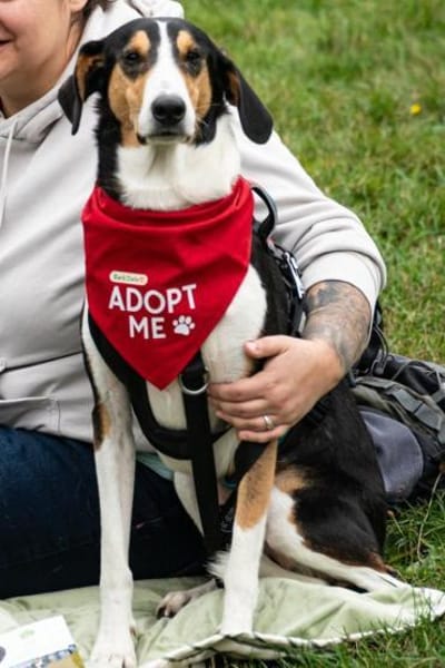 Bobi 💗 wartet in 99718 Greussen