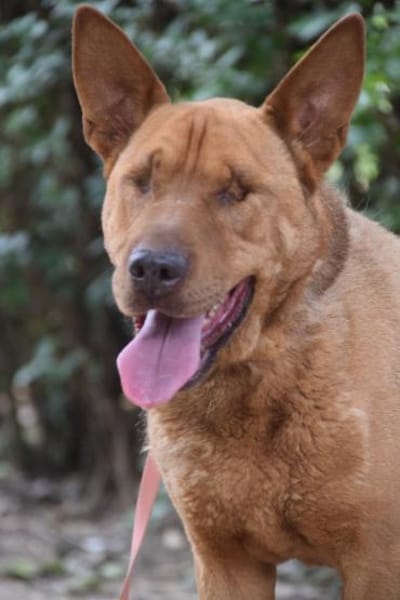 Solo - liebe, nette, blinde Hündin