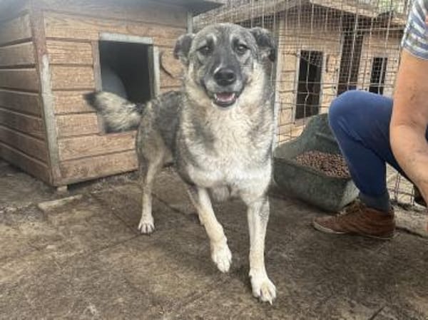 Lonka-verschmuste Hündin, 42cm