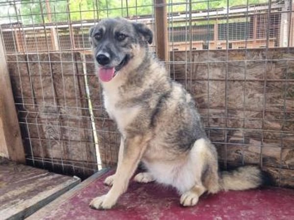 Lonka-verschmuste Hündin, 42cm