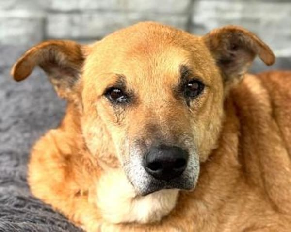 COUGAR-sanfter Senior Rüde, 49 cm