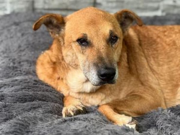 COUGAR-sanfter Senior Rüde, 49 cm