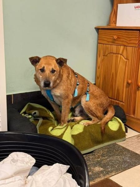 COUGAR-sanfter Senior Rüde, 49 cm