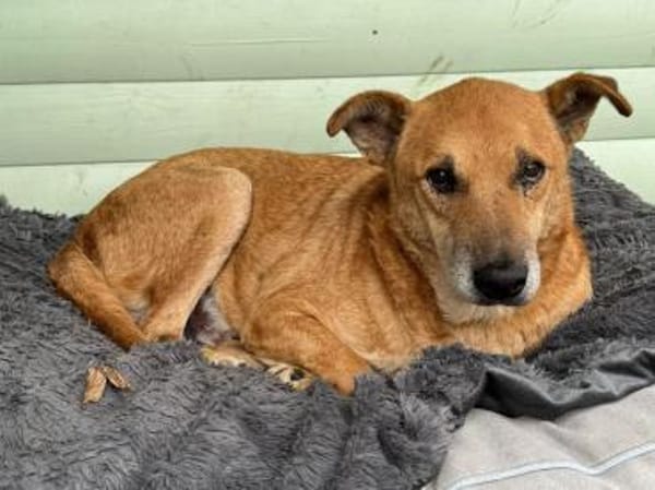 COUGAR-sanfter Senior Rüde, 49 cm