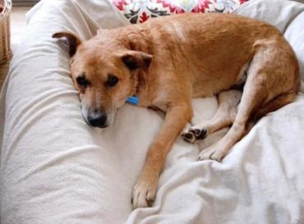 COUGAR-sanfter Senior Rüde, 49 cm