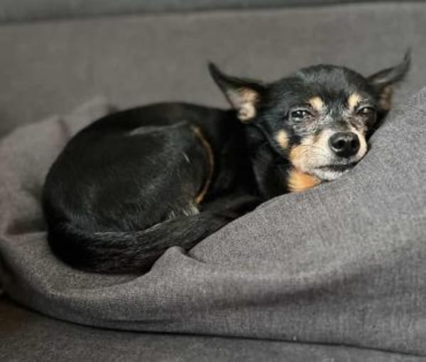 Tiffy -kleines Körbchen mit Herz gesucht