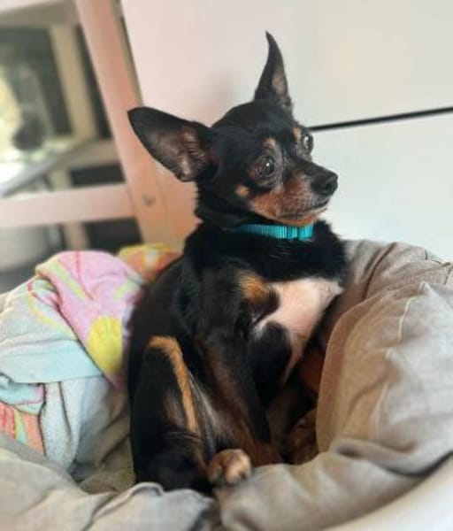 Tiffy -kleines Körbchen mit Herz gesucht