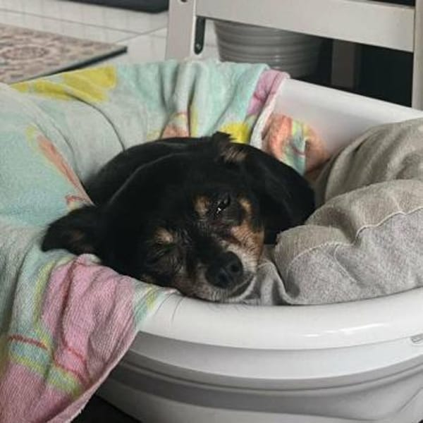 Tiffy -kleines Körbchen mit Herz gesucht