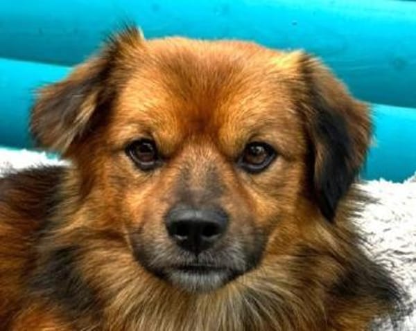 BARLEY-zuckersüßer Rüde, 33 cm