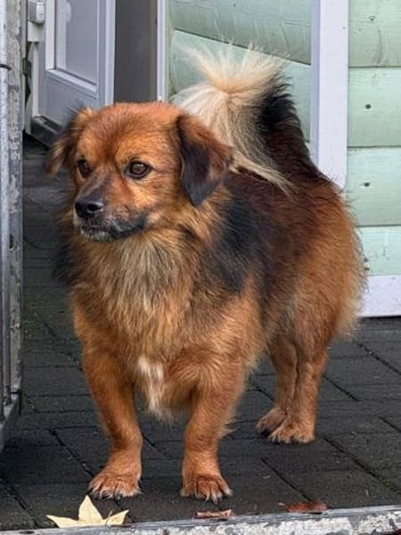 BARLEY-zuckersüßer Rüde, 33 cm