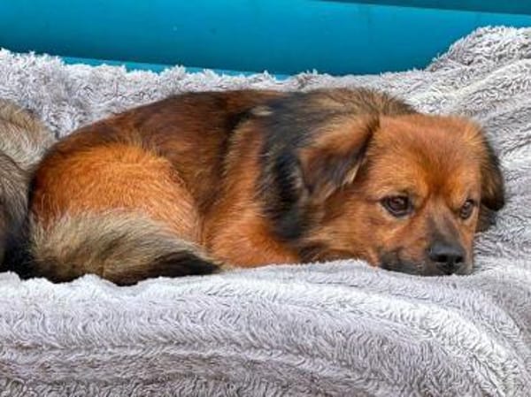 BARLEY-zuckersüßer Rüde, 33 cm