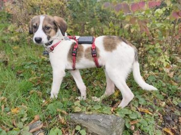 JONNY-hübscher Tricolour-Jung-Rüde,41 cm