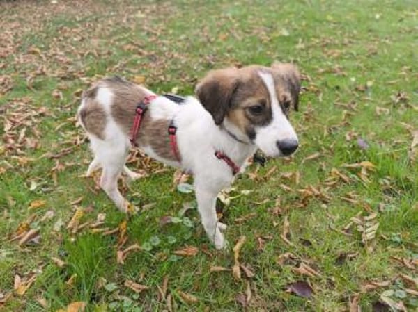 JONNY-hübscher Tricolour-Jung-Rüde,41 cm