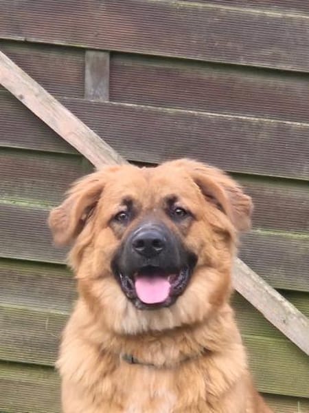 Patch sucht sein Zuhause