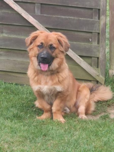 Patch sucht sein Zuhause