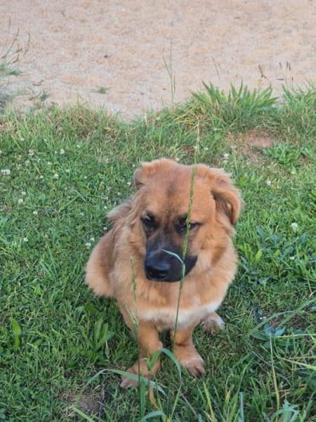 Patch sucht sein Zuhause