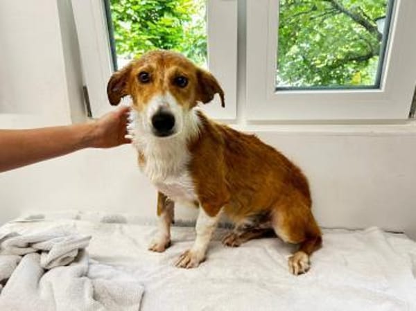 JIMMY-zuckersüßer, hübscher Rüde, 39 cm