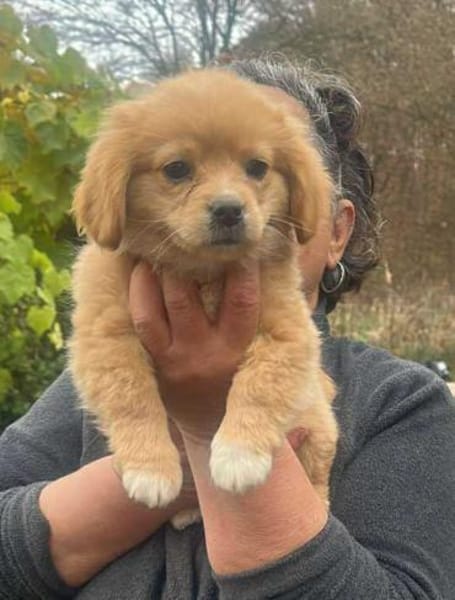 Sheena, zuckersüß, knuffig sucht Zuhause