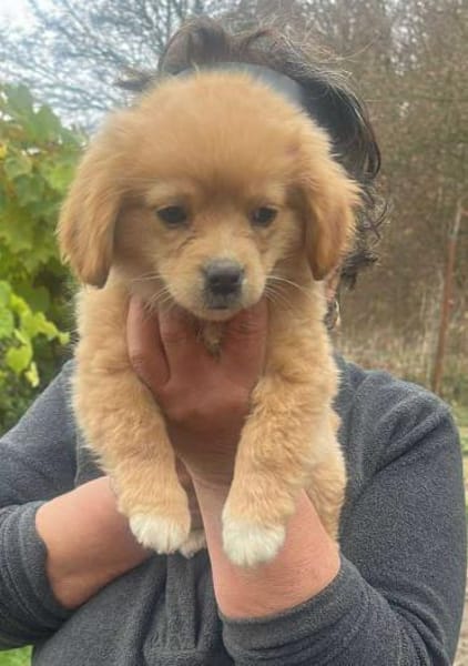 Sheena, zuckersüß, knuffig sucht Zuhause