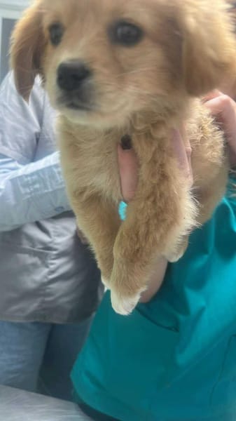 Sheena, zuckersüß, knuffig sucht Zuhause