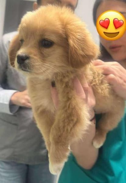 Sheena, zuckersüß, knuffig sucht Zuhause