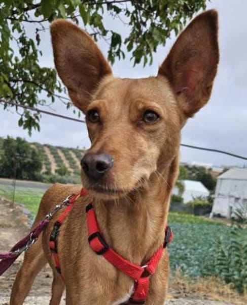 Scarlett sucht Menschen mit etwas Geduld