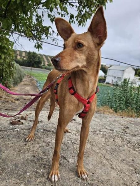 Scarlett sucht Menschen mit etwas Geduld