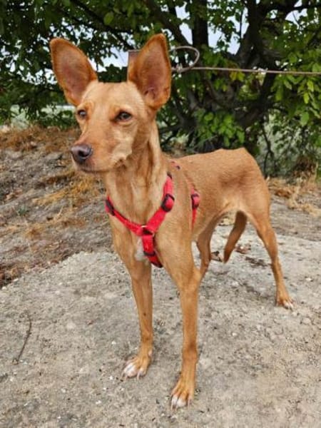 Scarlett sucht Menschen mit etwas Geduld