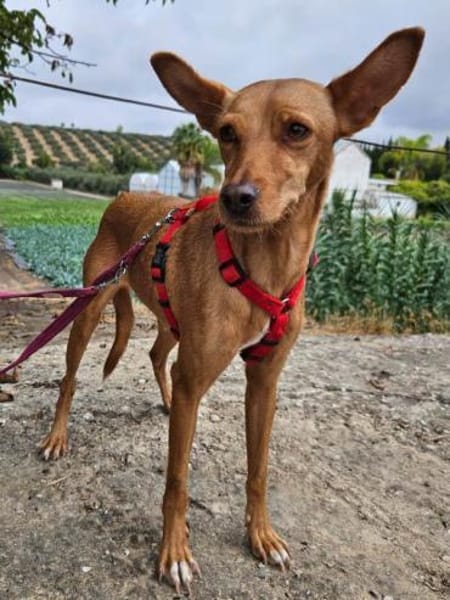 Scarlett sucht Menschen mit etwas Geduld