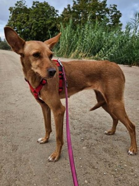 Scarlett sucht Menschen mit etwas Geduld